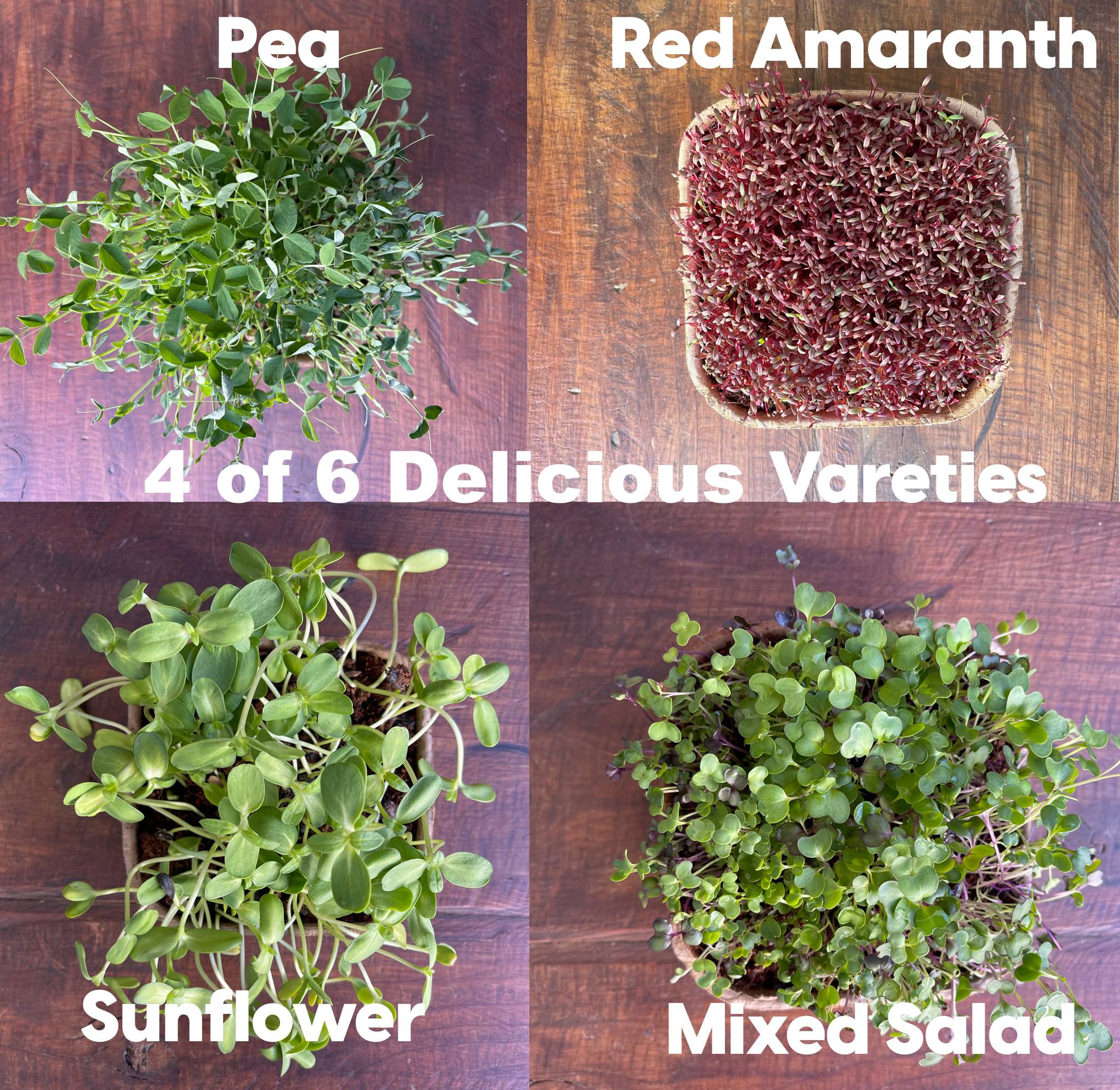 Soil Microgreens Growing Kit