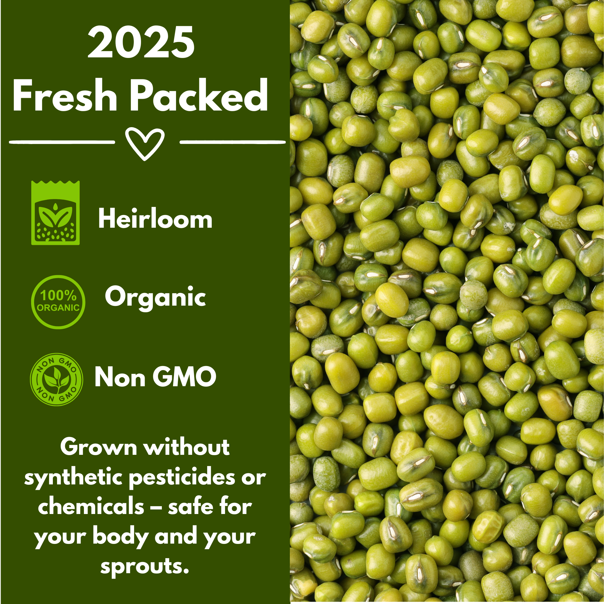 Mung Bean Sprouting Seeds - NON GMO