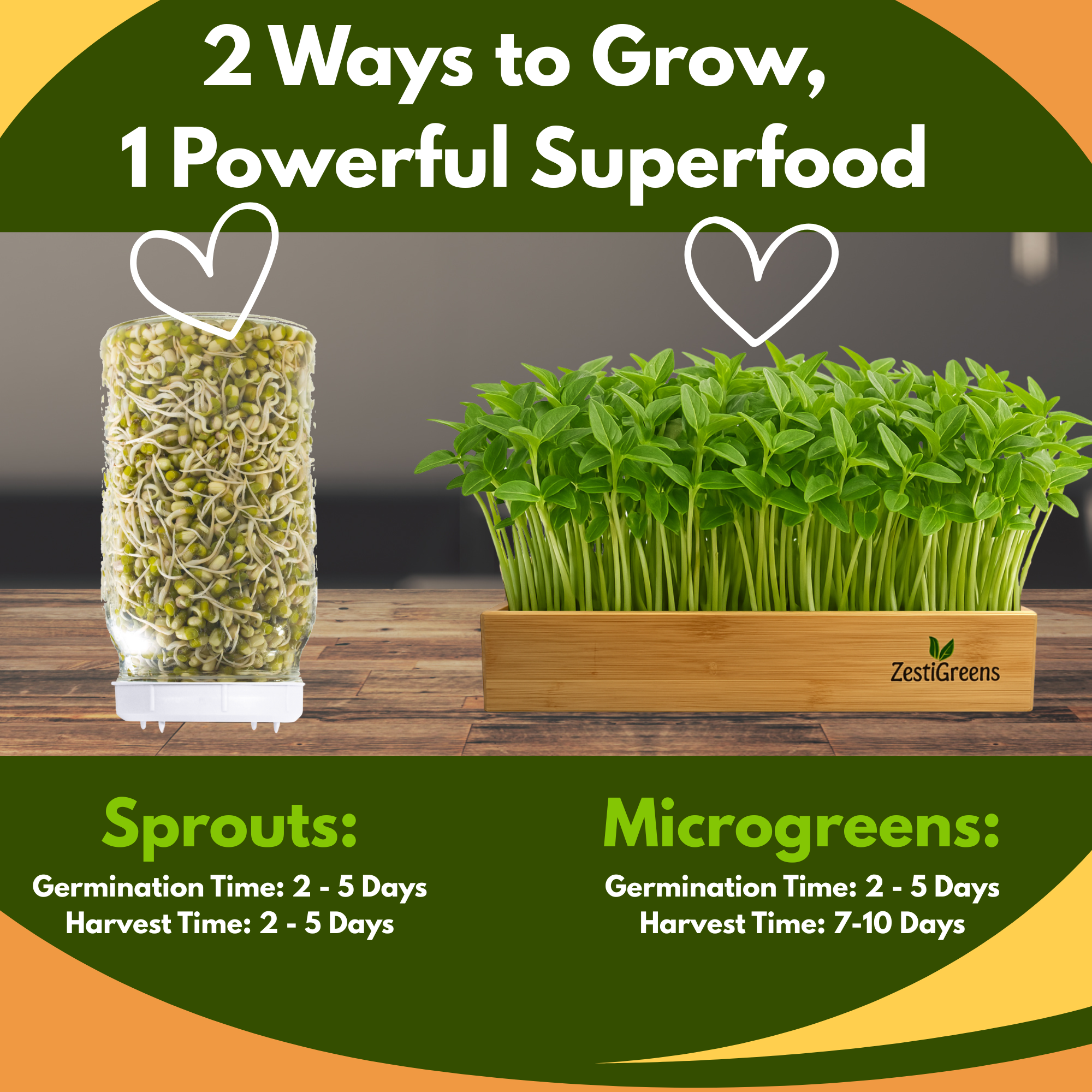 Mung Bean Sprouting Seeds - NON GMO