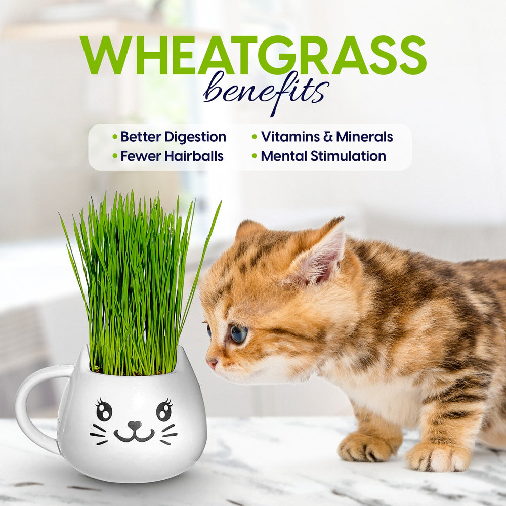 
                  
                    Organic Cat Grass Growing Kit - Promotes Natural Hairball Control and Digestive Wellness - Includes Organic Seed Mix, Nutrient-Rich Soil, and Stylish White Cat Planter
                  
                