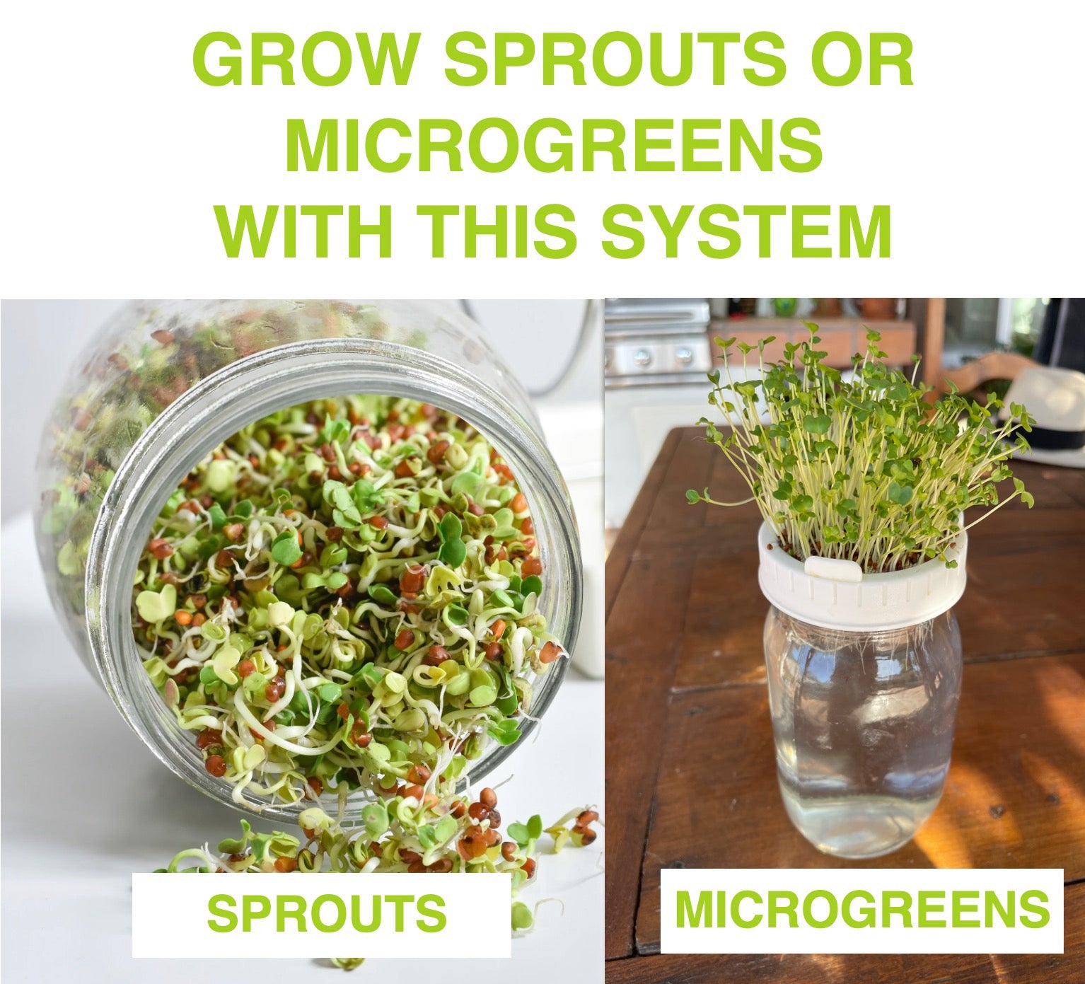 Jar Sprouts Growing Kit