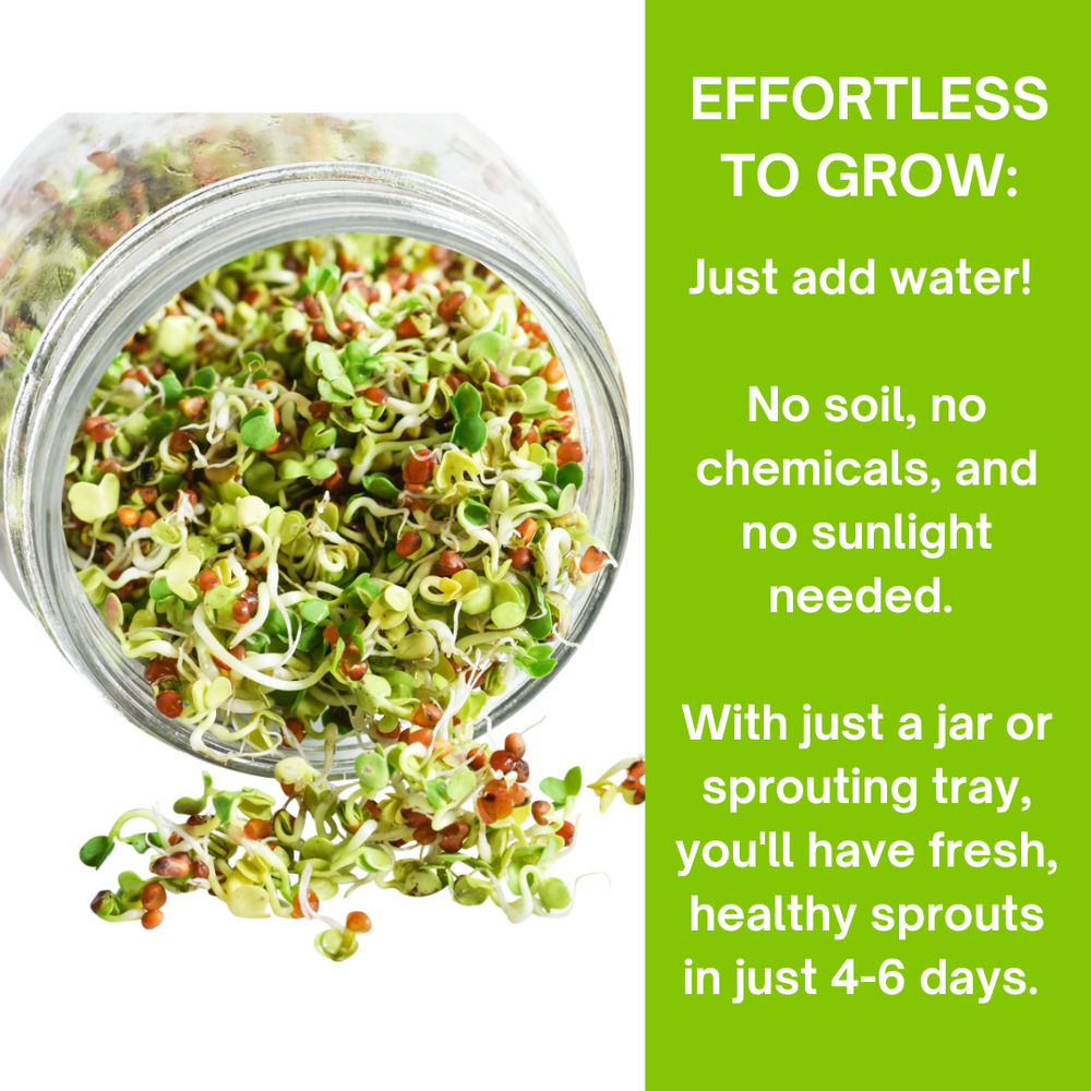 
                  
                    ZestiGreens Alfalfa, Mung Bean, Broccoli, Clover, Daikon Radish Sprouting Seeds, 100% Organic, Non-GMO, Made in USA
                  
                