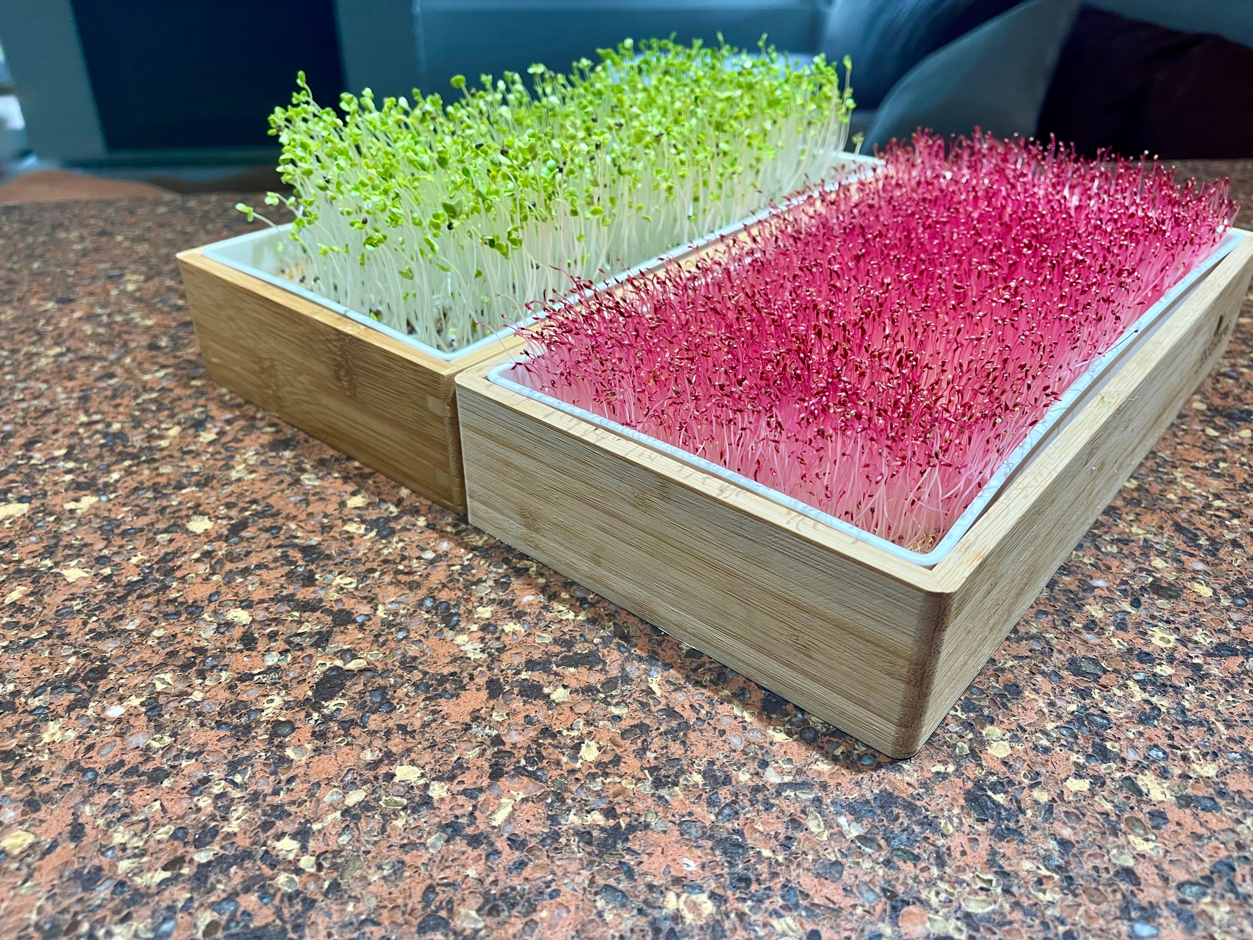 Variety Pack Microgreens Seeds