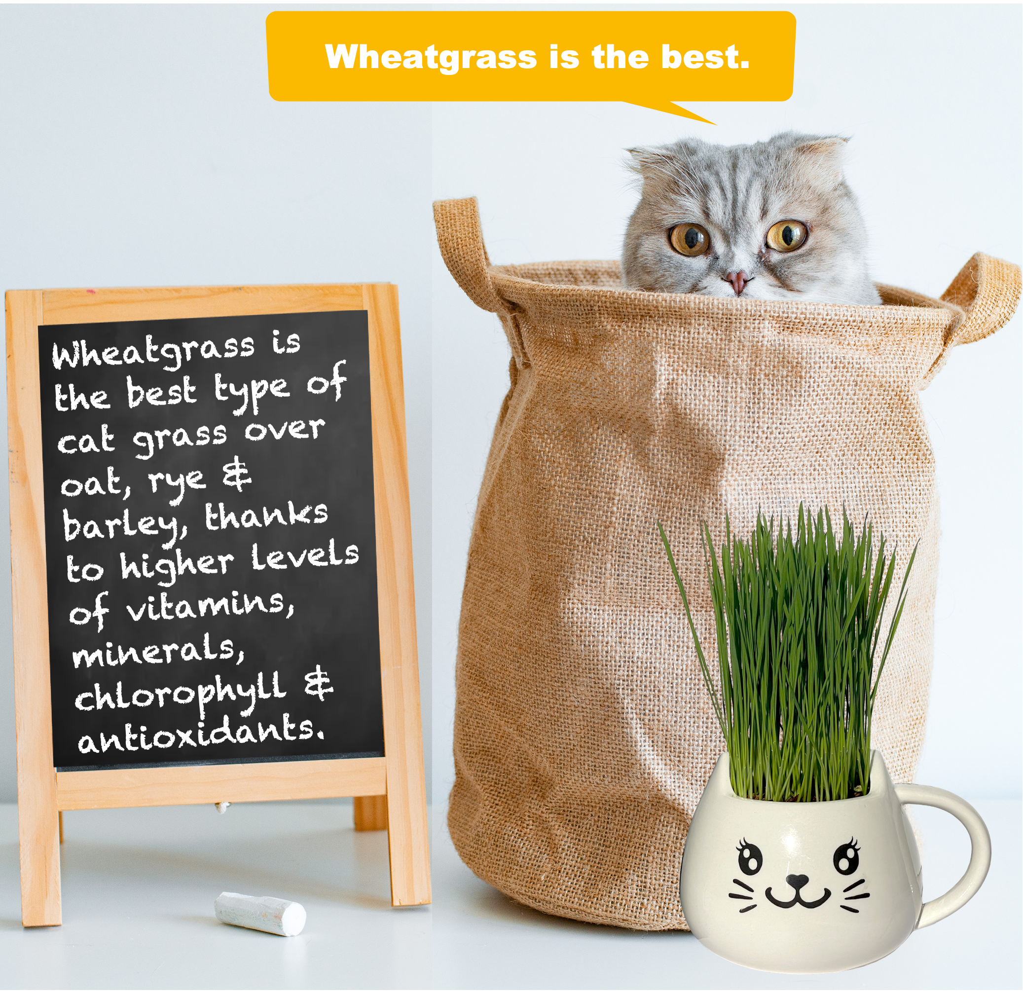 Cat Grass Mug Growing Kit