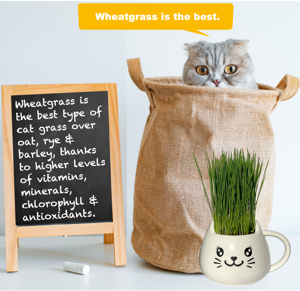 
                  
                    Organic Cat Grass Growing Kit - Promotes Natural Hairball Control and Digestive Wellness - Includes Organic Seed Mix, Nutrient-Rich Soil, and Stylish White Cat Planter
                  
                