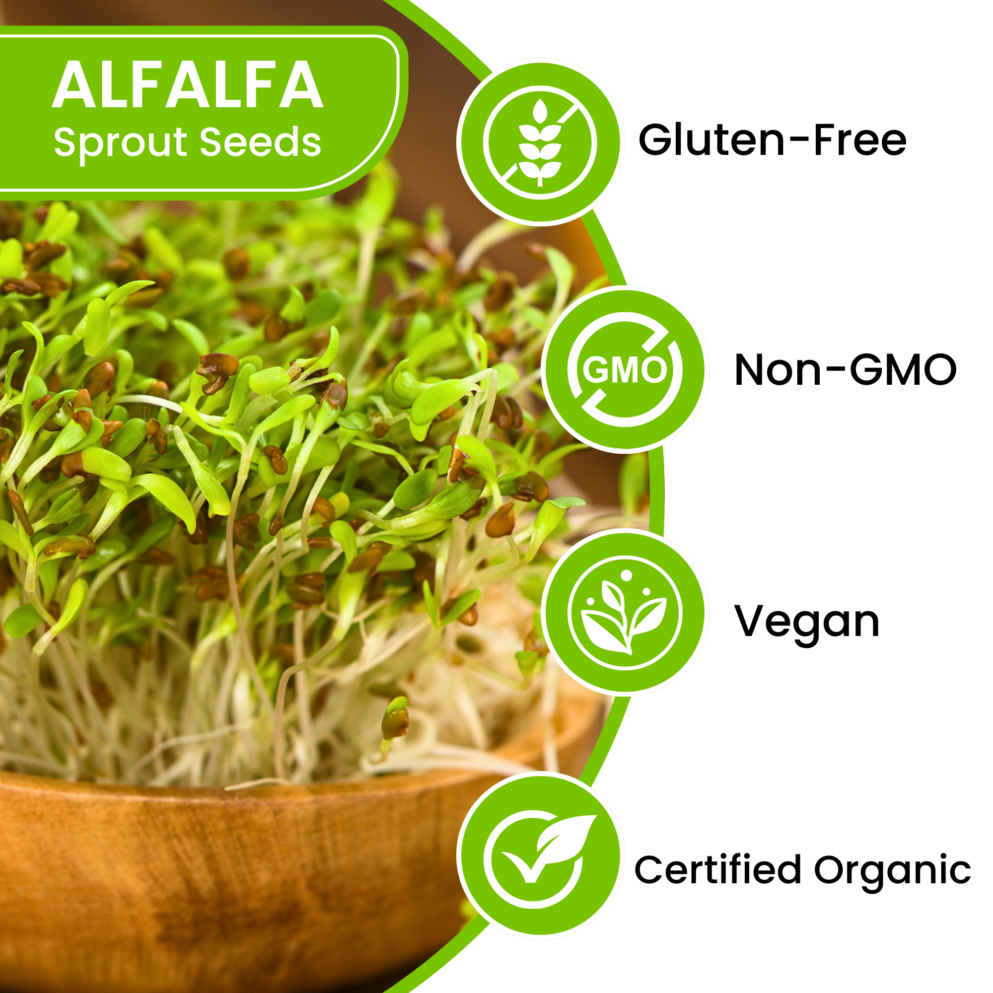 Premium USA Alfalfa Seeds for Sprouting & Microgreens