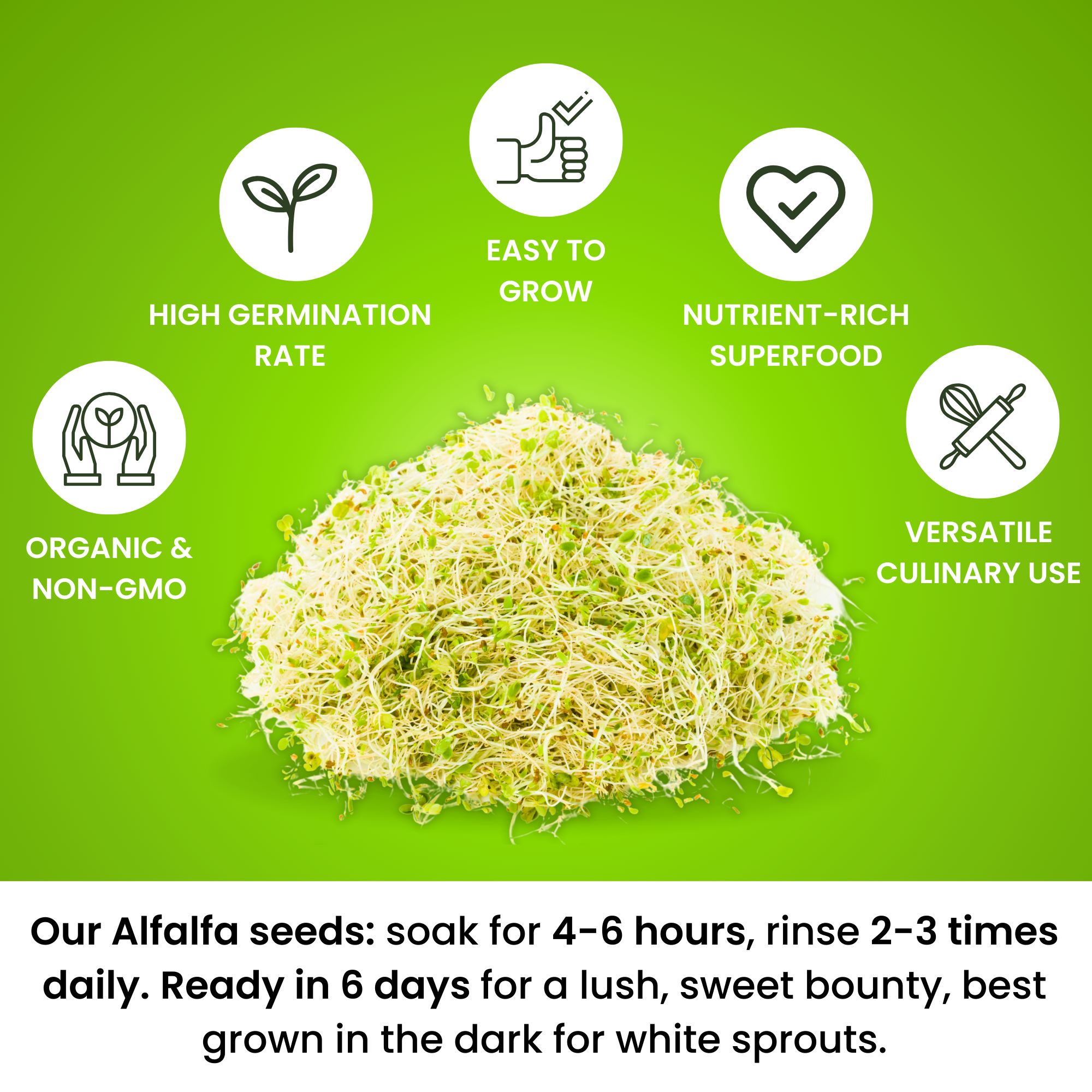 Premium USA Alfalfa Seeds for Sprouting & Microgreens