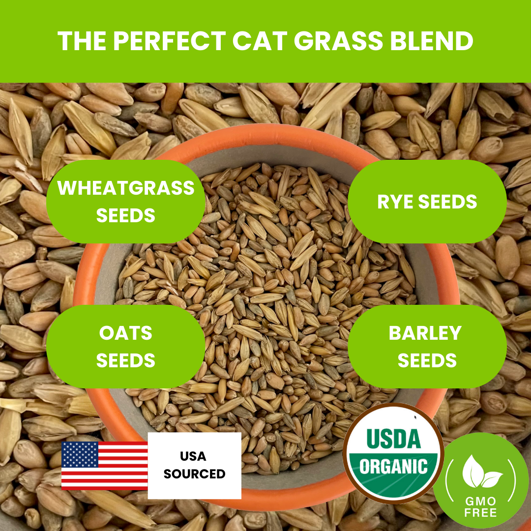 Organic Cat Grass Seeds - blend of Wheat, Oats, Rye & Barley