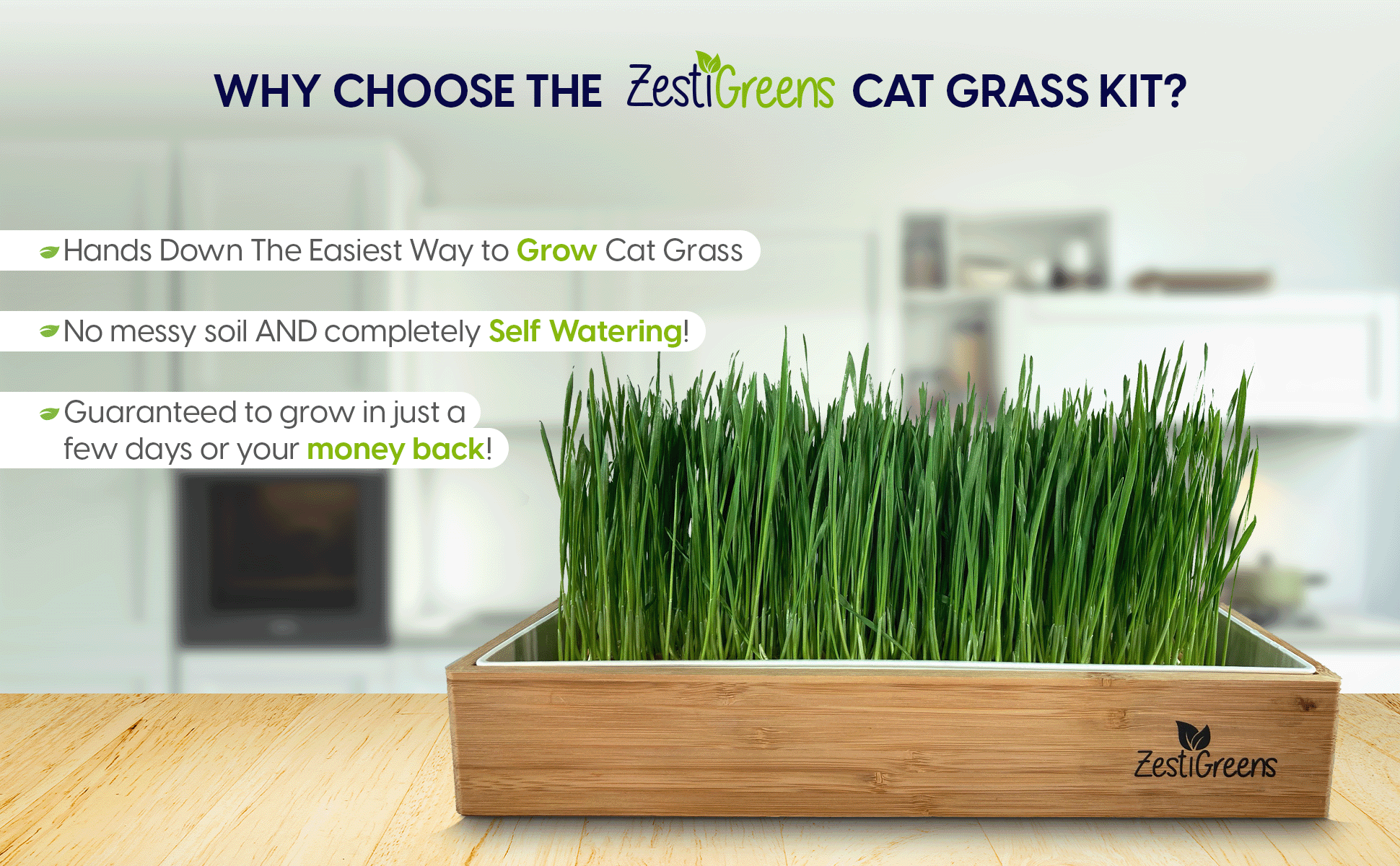 cat self watering plant Zestigreens Self-Watering Cat Grass Kit. Hands Down The Easiest Way to Grow Cat Grass. Everything Included to Grow A Large Crop Of Delicious Cat Grass