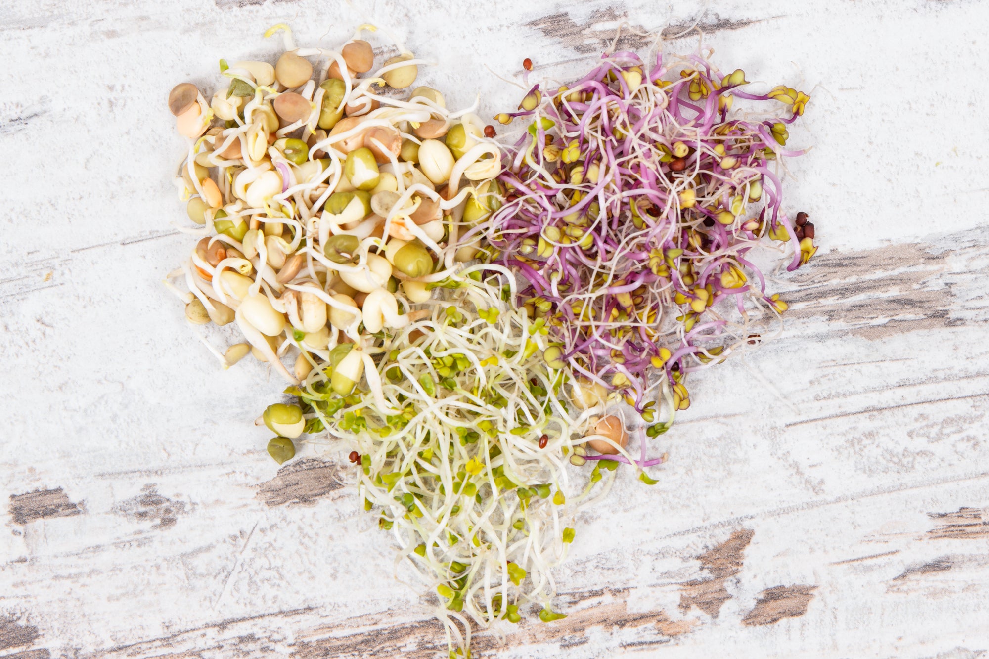 How to Grow Sprouts At Home – ZestiGreens