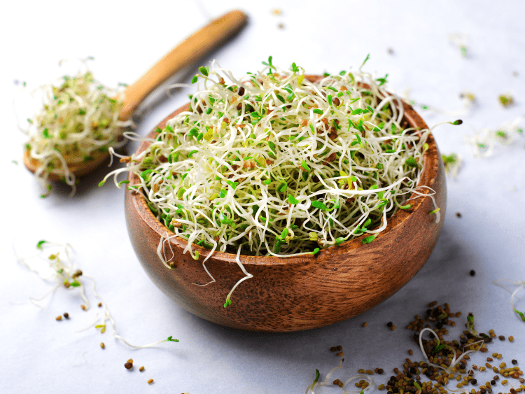 Sprout Kit + Red Clover Seeds
