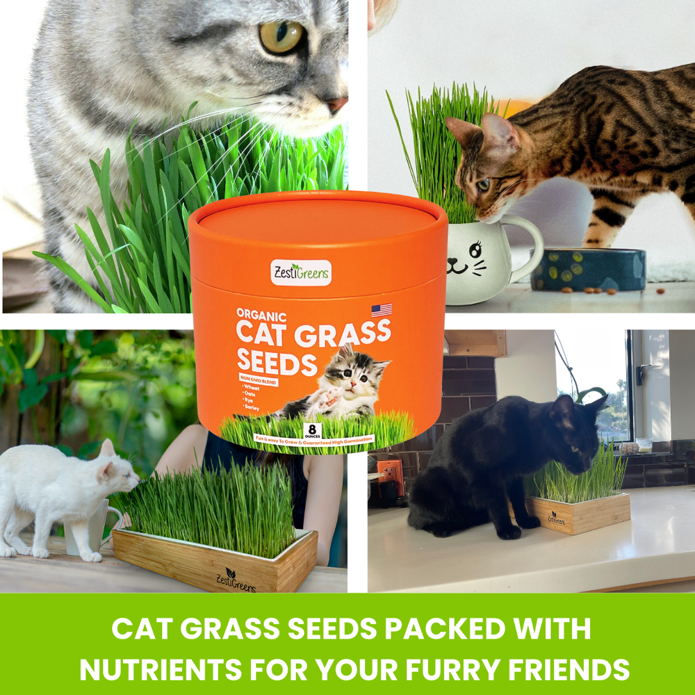 
                  
                    ZESTIGREENS Organic Cat Grass Seeds - 8 oz. Non-GMO Blend of Wheat, Oats, Rye & Barley for Indoor Cats | Seeds Come in Food Grade Container with Lid for Easier Scooping & Keeping Fresher
                  
                