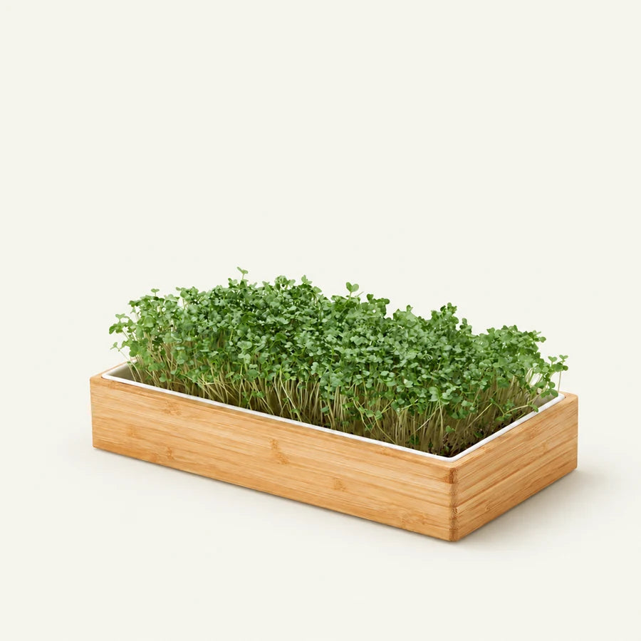 Self Watering Microgreens Kit with fresh greens
