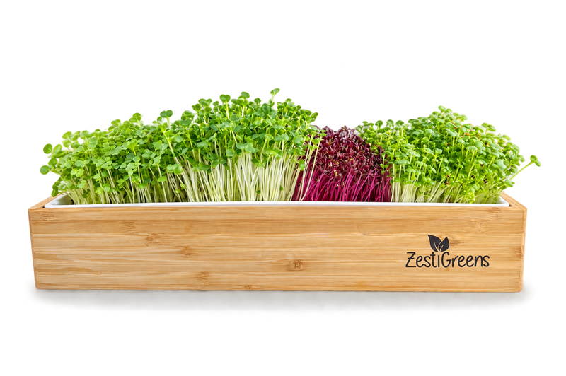 Self Watering Microgreens Kit