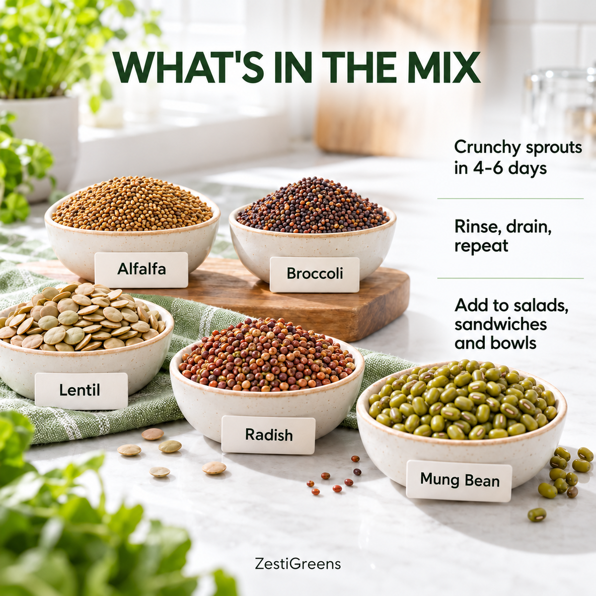 What's in the mix: alfalfa, broccoli, lentil, radish and mung bean sprouting seeds in bowls