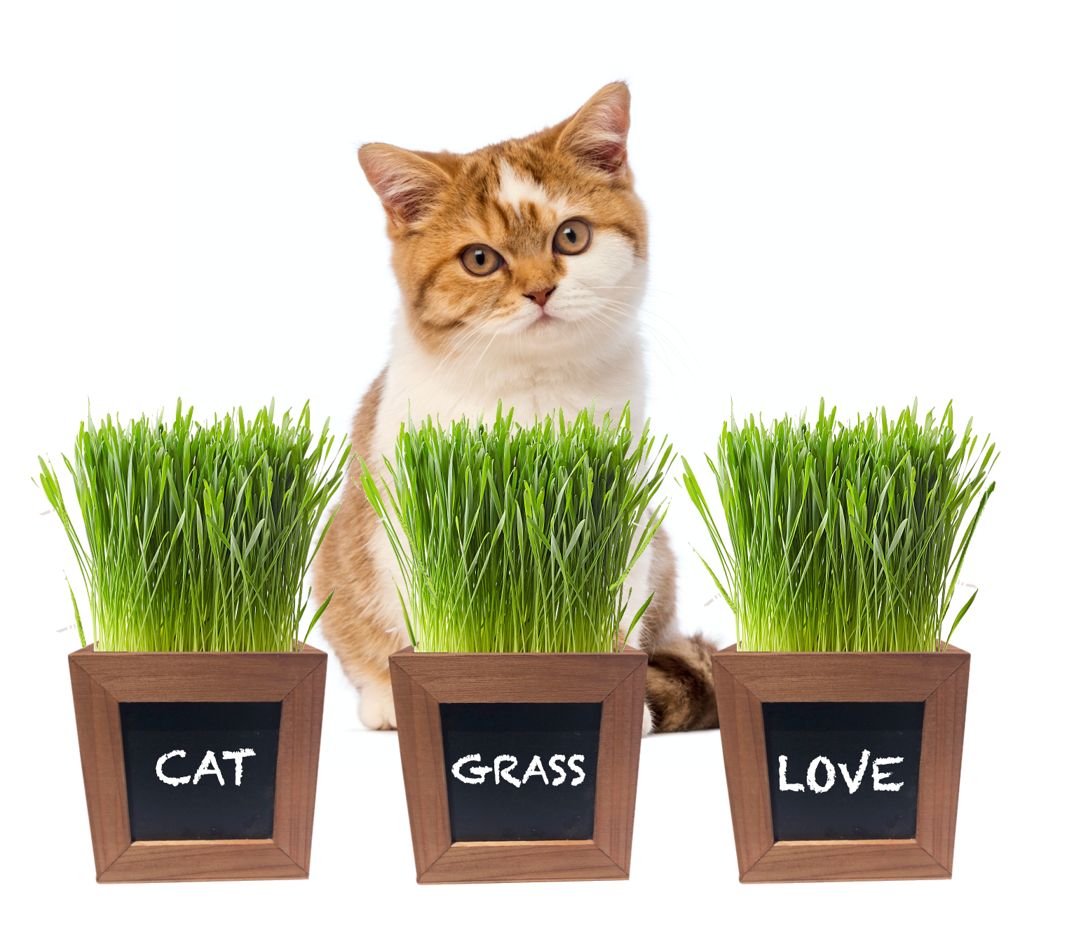 Cat Grass Growing Kit with 3 Mini Wooden Planters, Seeds & Soil.