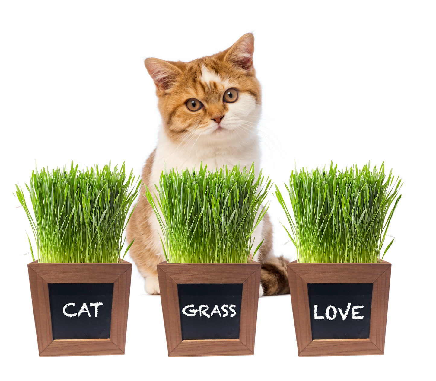 
                  
                    Cat Grass Growing Kit with 3 Mini Wooden Planters, Certified Organic Seeds and Soil.
                  
                