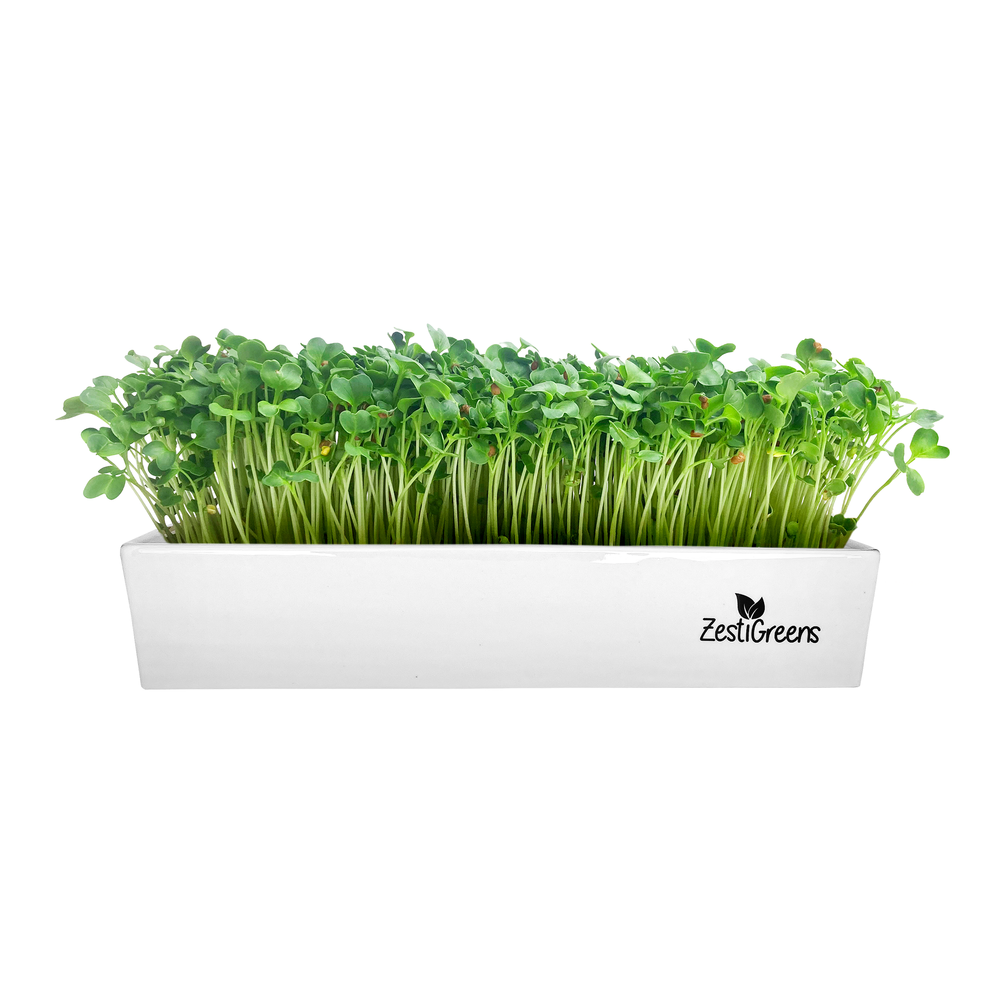 
                  
                    Self Watering Ceramic Indoor Microgreens Growing Kit – Organic Micro Greens Sprout Seeds Kit – Zero Plastic Microgreens Growing Trays & Mats –Organic Microgreens Seeds – Sprouts Growing Kit
                  
                