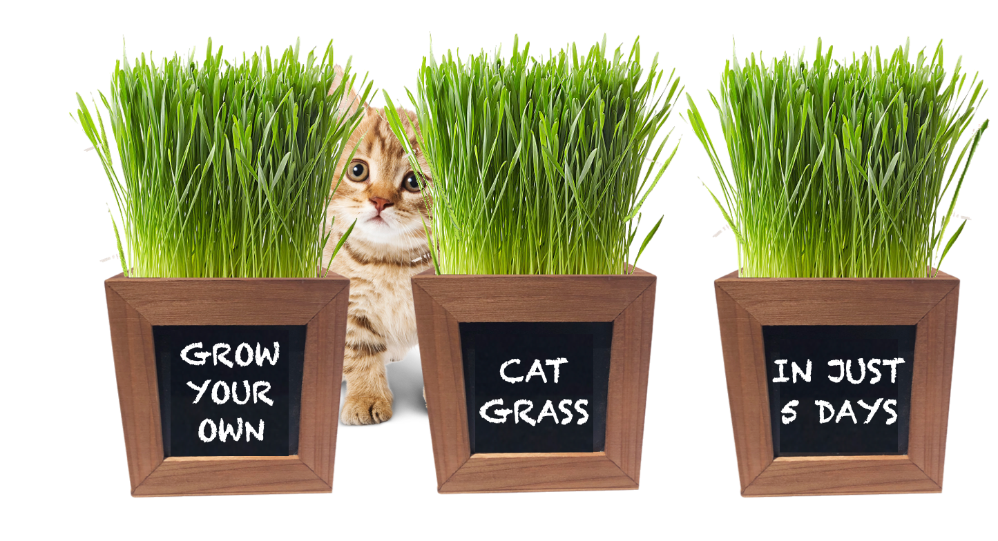 Cat Grass Growing Kit with 3 Mini Wooden Planters, Seeds & Soil.