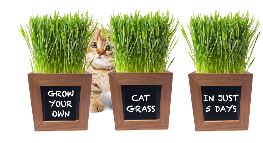 Cat Grass Growing Kit with 3 Mini Wooden Planters, Certified Organic Seeds and Soil.