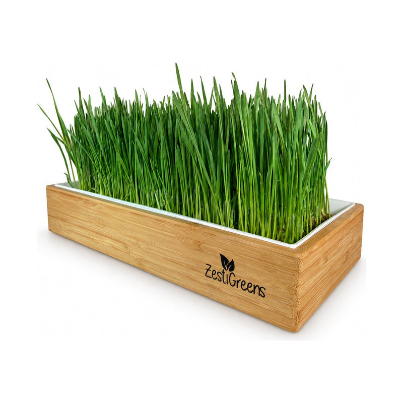 Wheatgrass Growing Kit