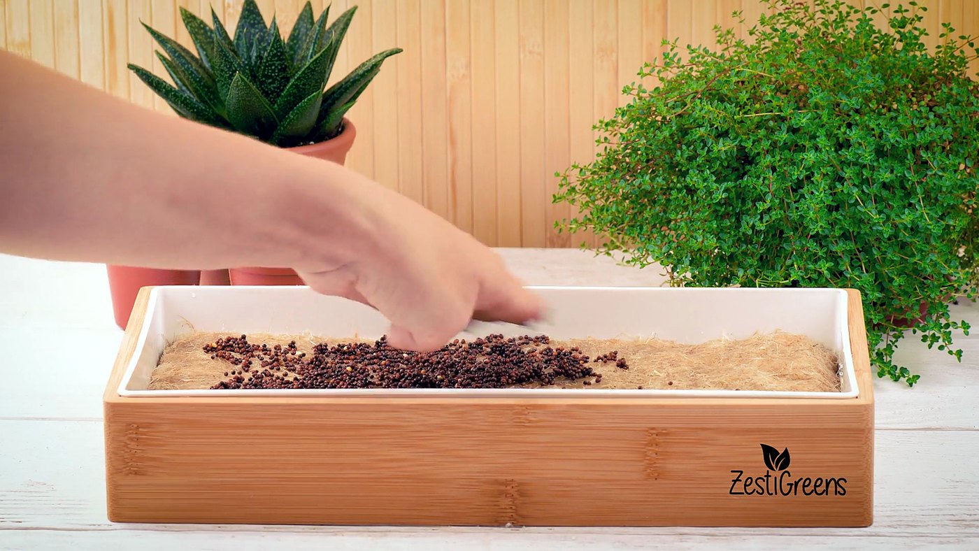 A hand spreading seeds over the hemp mat in the Self Watering Microgreens Kit