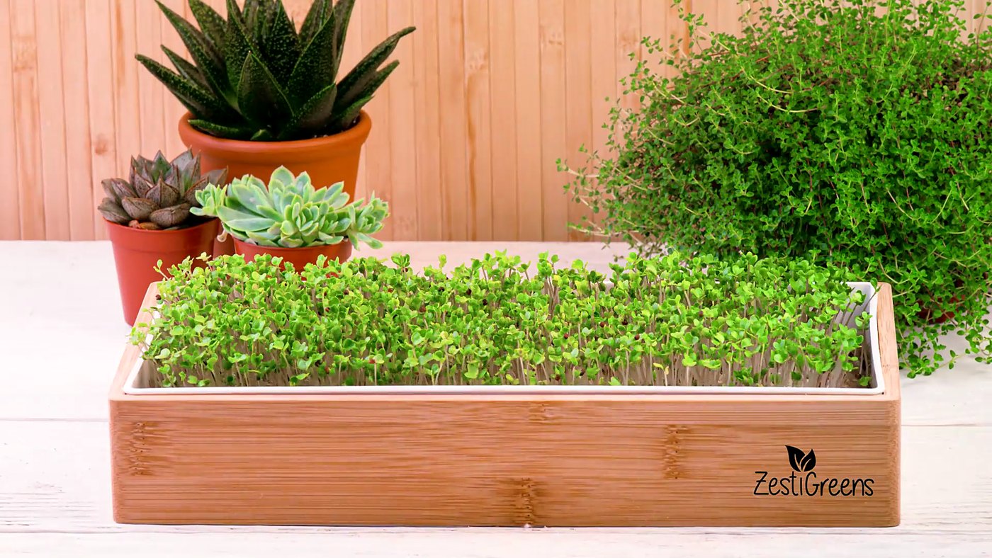 Young microgreens growing in the Self Watering Microgreens Kit